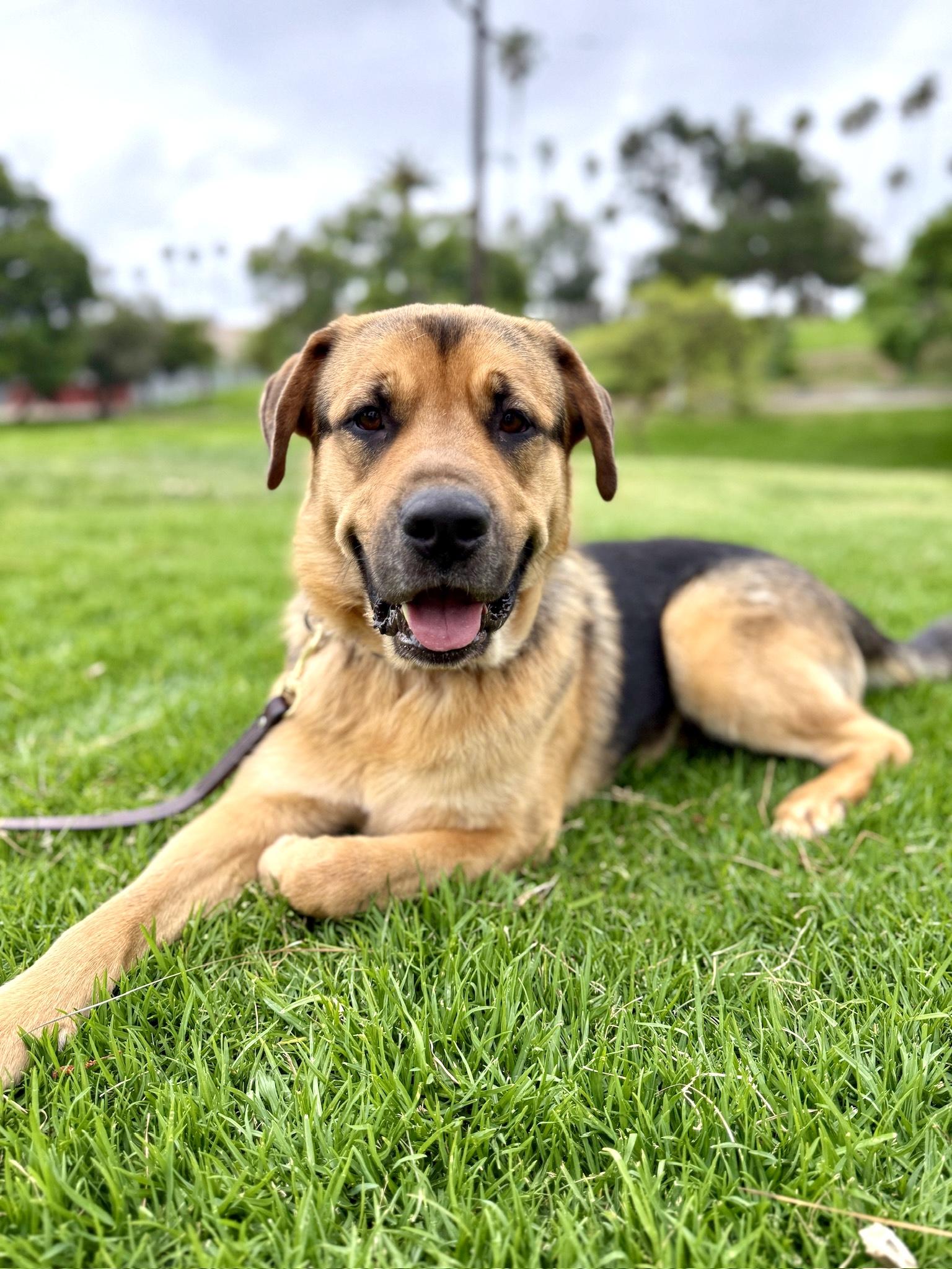 Burrito, a Adoptable mixed breed in Thousand Oaks, CA image 5/6