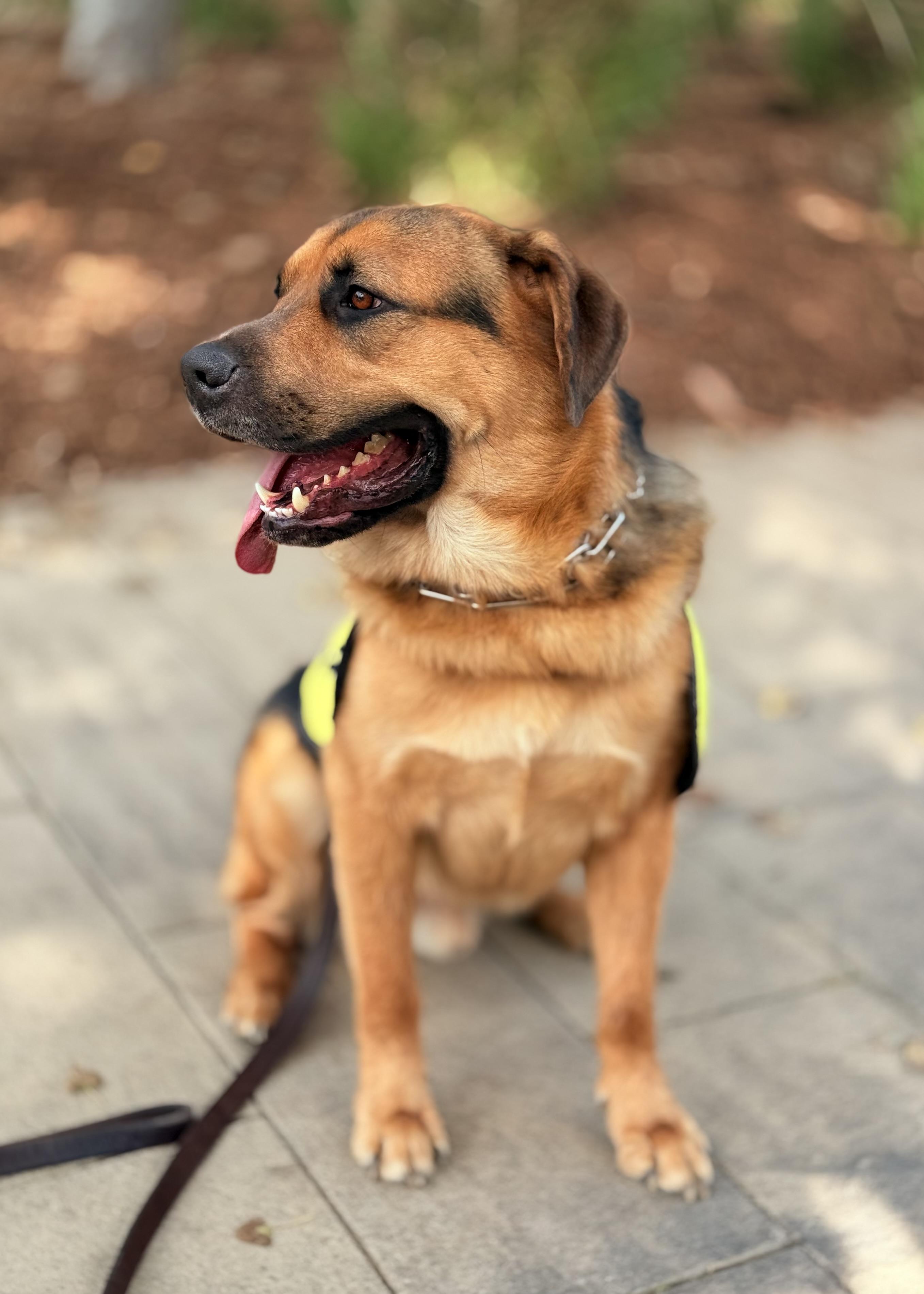 Burrito, Adoptable, Adult Male German Shepherd Dog & Shar-Pei.