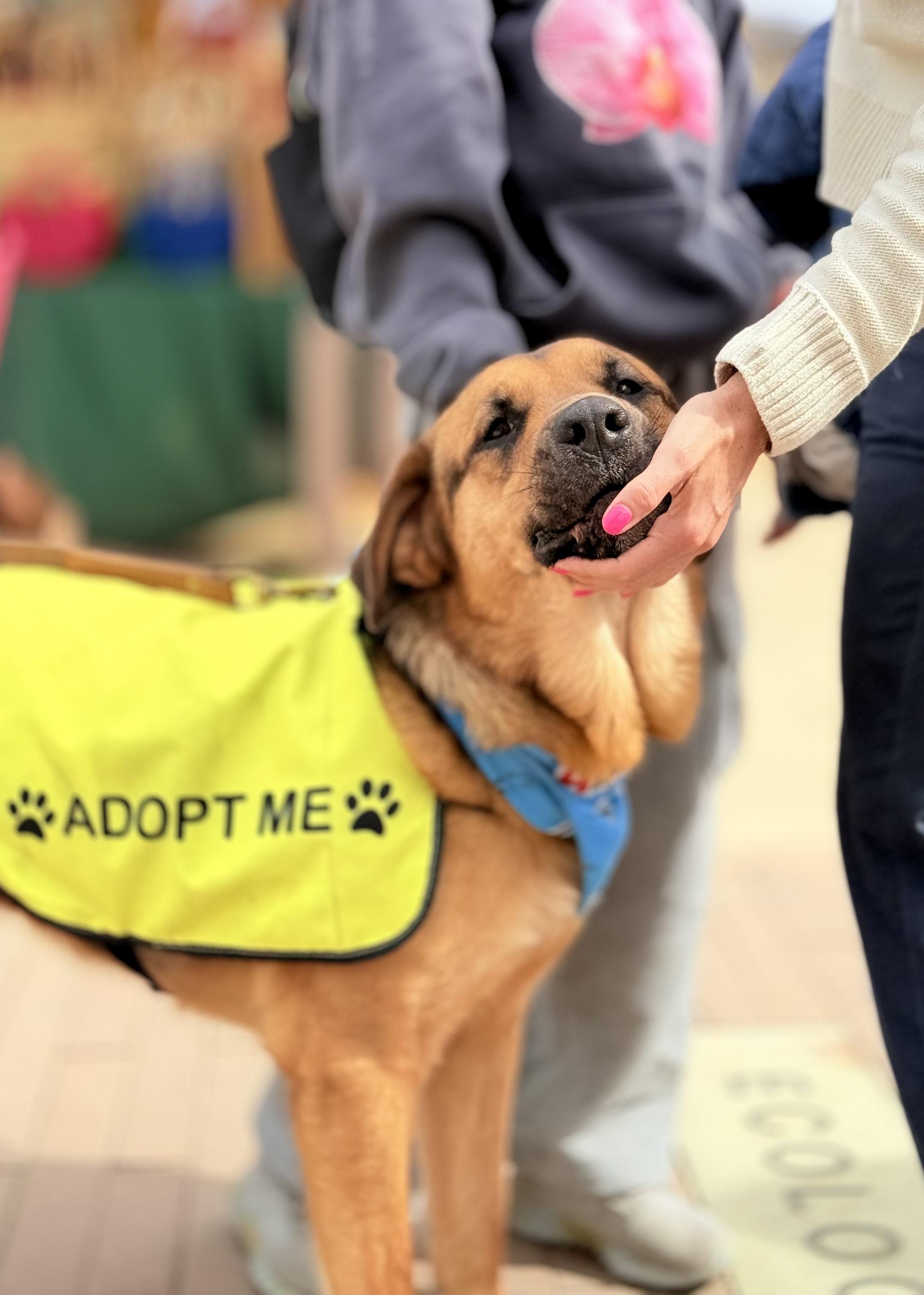 Enlarge George, a Adoptable mixed breed in Thousand Oaks, CA image 3/6