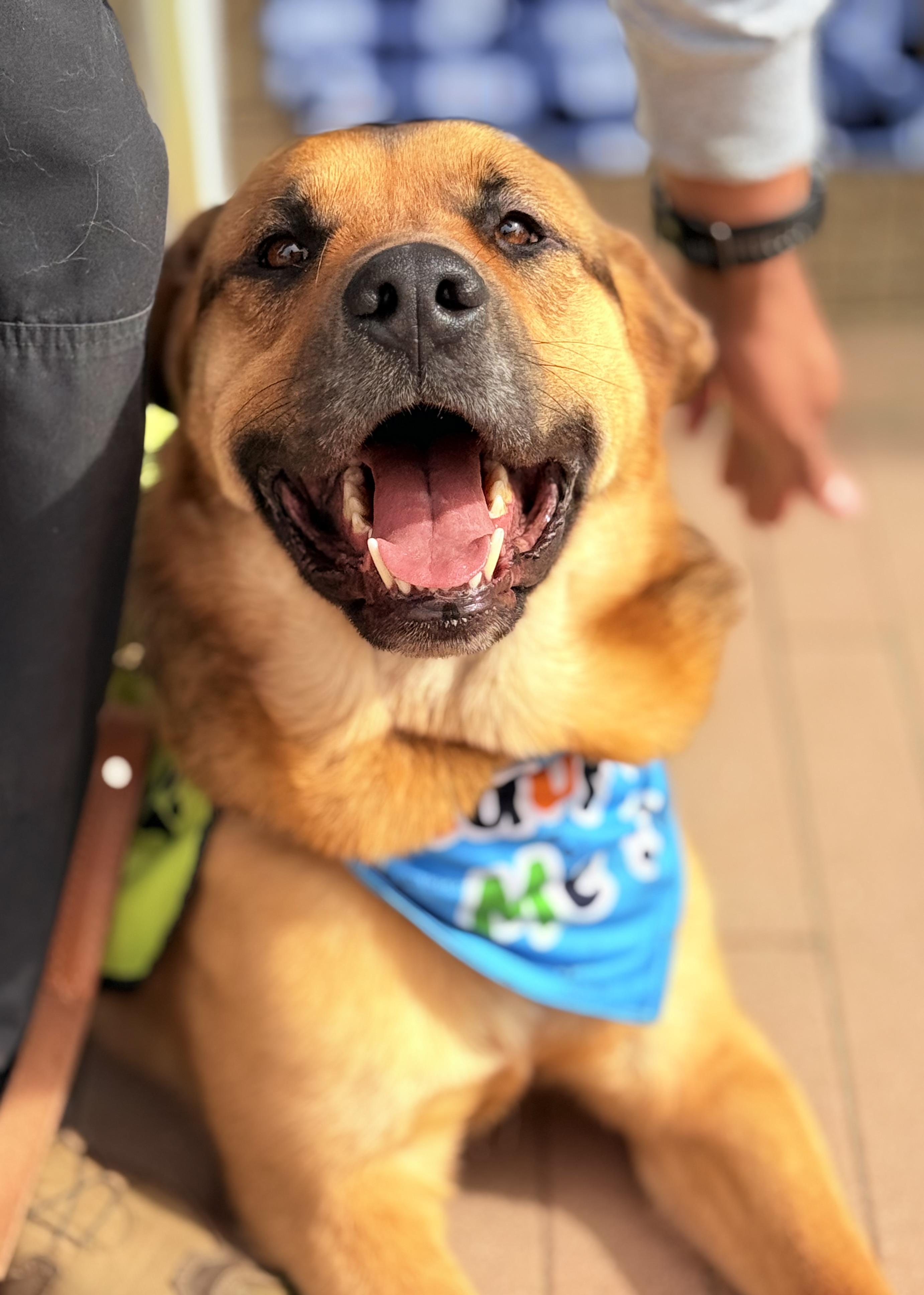 George, Adoptable, Adult Male German Shepherd Dog & Shar-Pei.