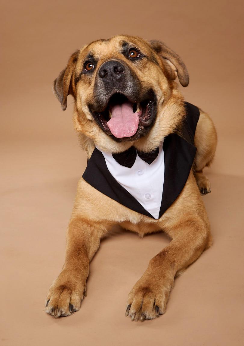 George Clooney, Adoptable, Adult Male German Shepherd Dog & Shar-Pei.