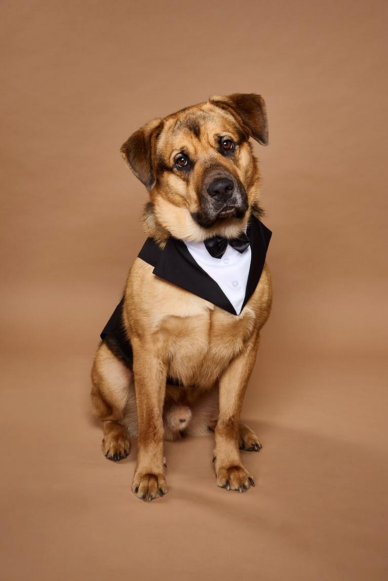 George Clooney, a Adoptable mixed breed in Thousand Oaks, CA image 2/6