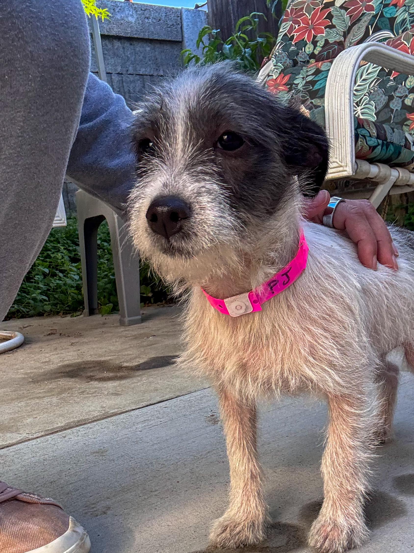 Enlarge BABY PJ, a ADOPTABLE mixed breed in Fresno, CA image 3/4