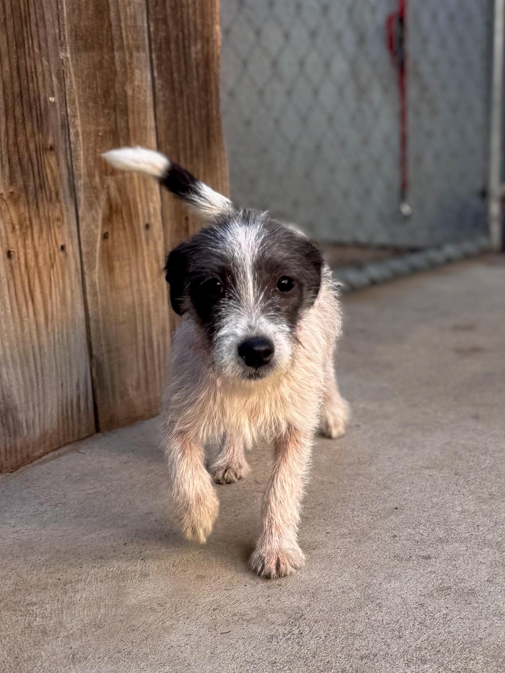 Enlarge BABY PJ, a ADOPTABLE mixed breed in Fresno, CA image 4/4