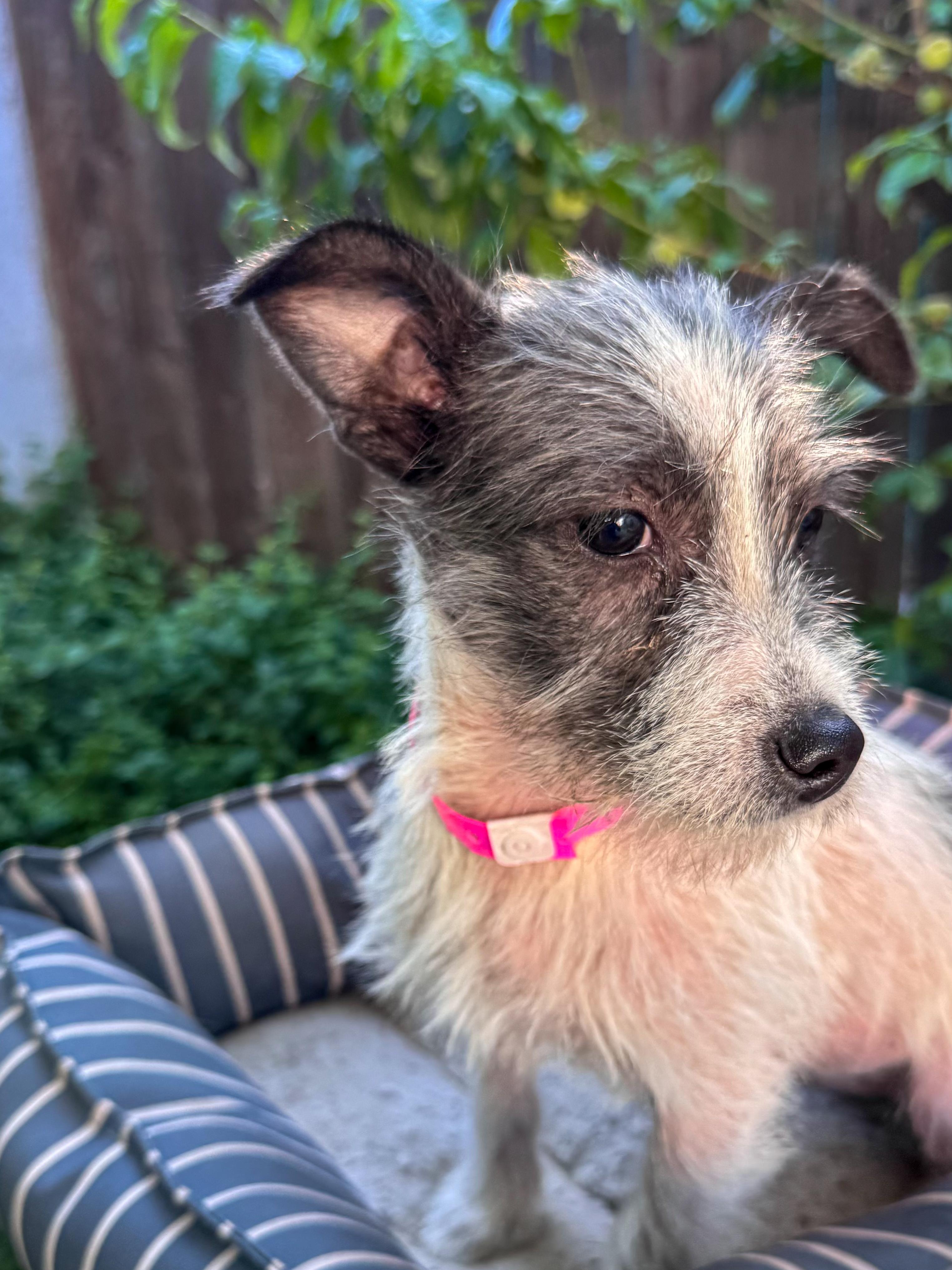 BABY PJ, ADOPTABLE, Puppy Female Terrier.