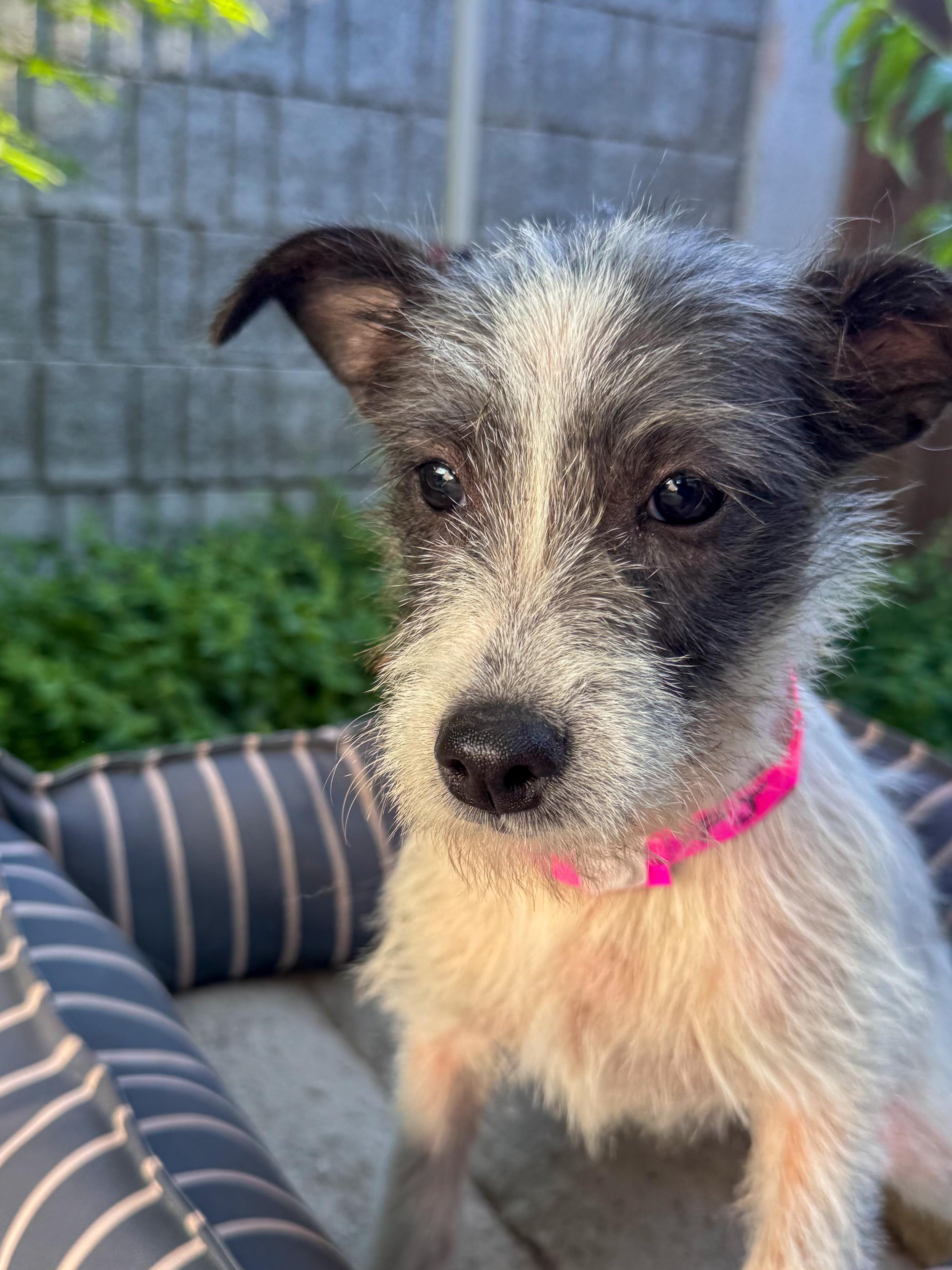 Enlarge BABY PJ, a ADOPTABLE mixed breed in Fresno, CA image 2/4