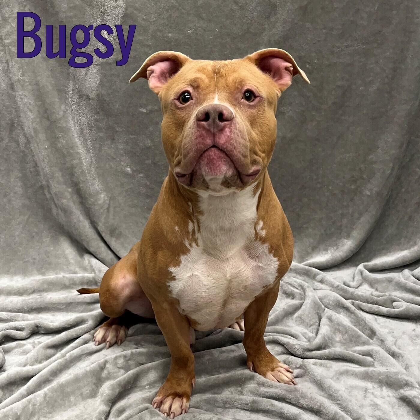 Bugsy, Adoptable, Adult Male Pit Bull Terrier.