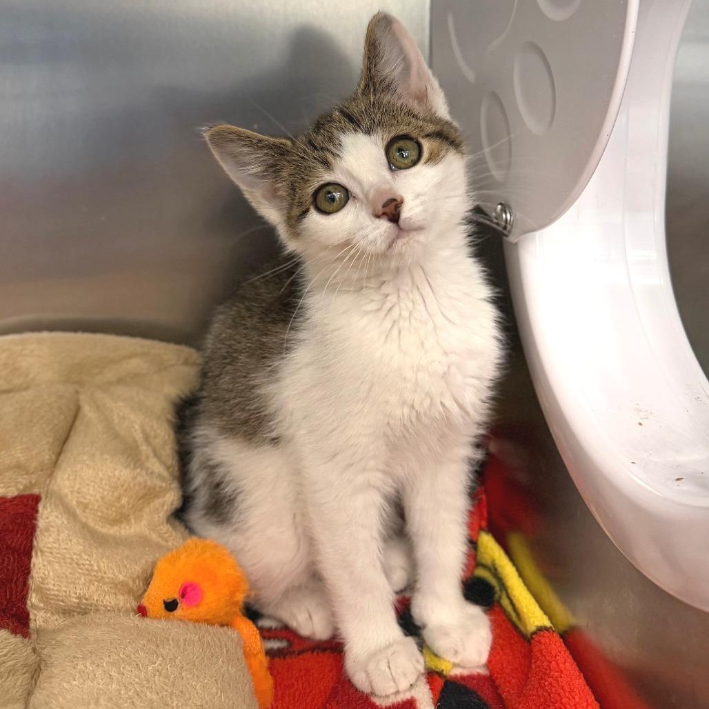 Enlarge Victor, a Adoptable Domestic Short Hair in Marshall, VA image 1/1