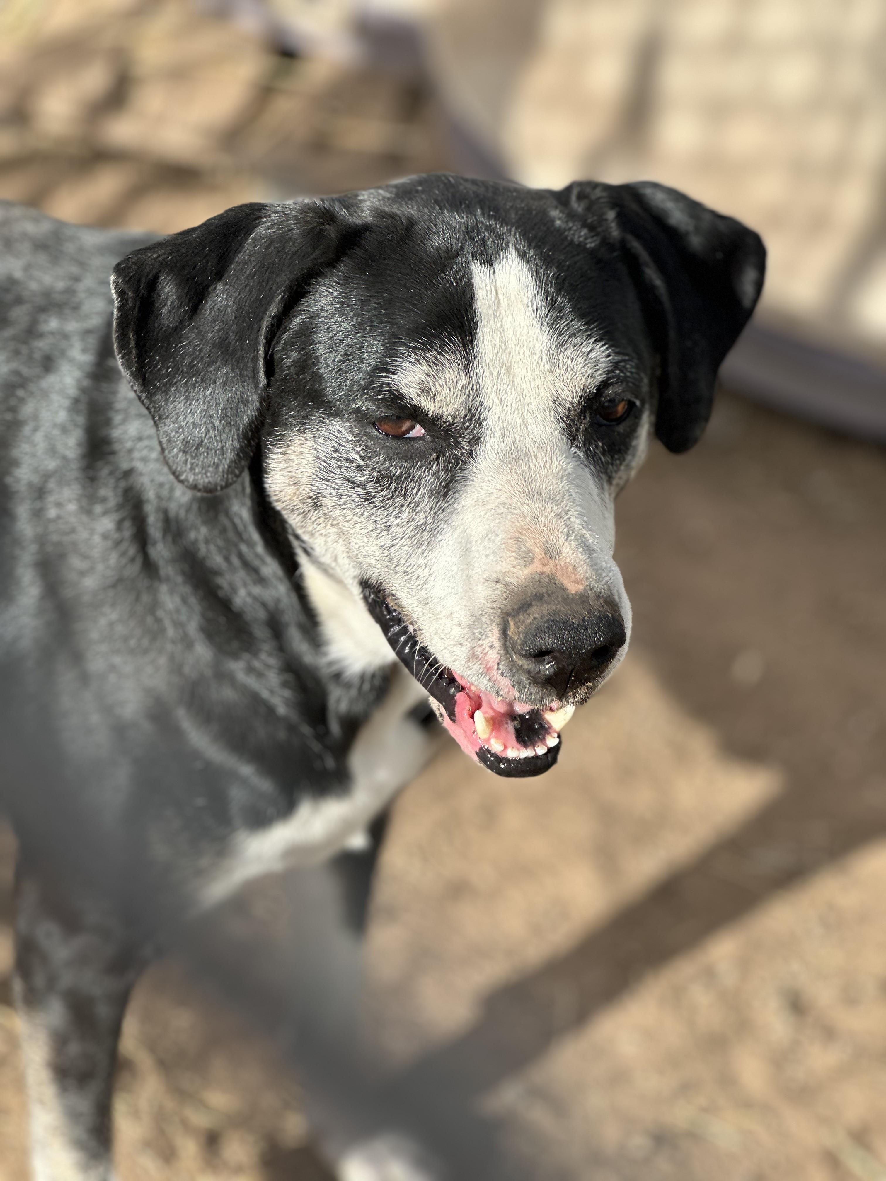 Bella — thumbnail 2