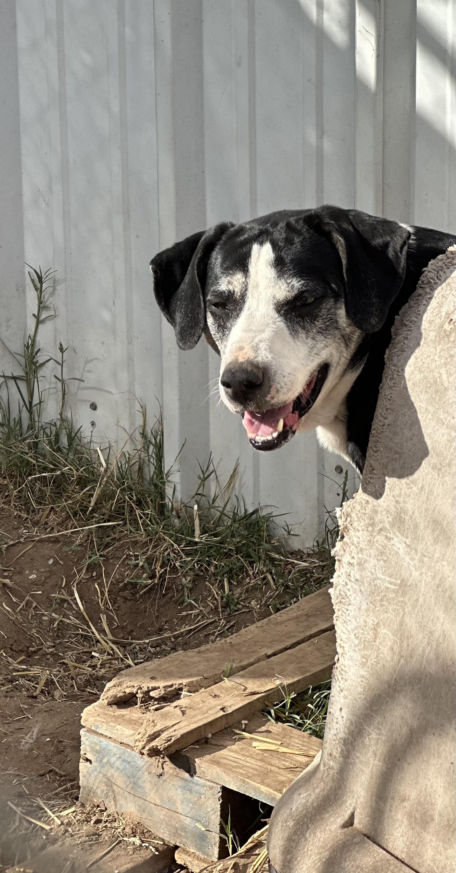 Bella — thumbnail 3