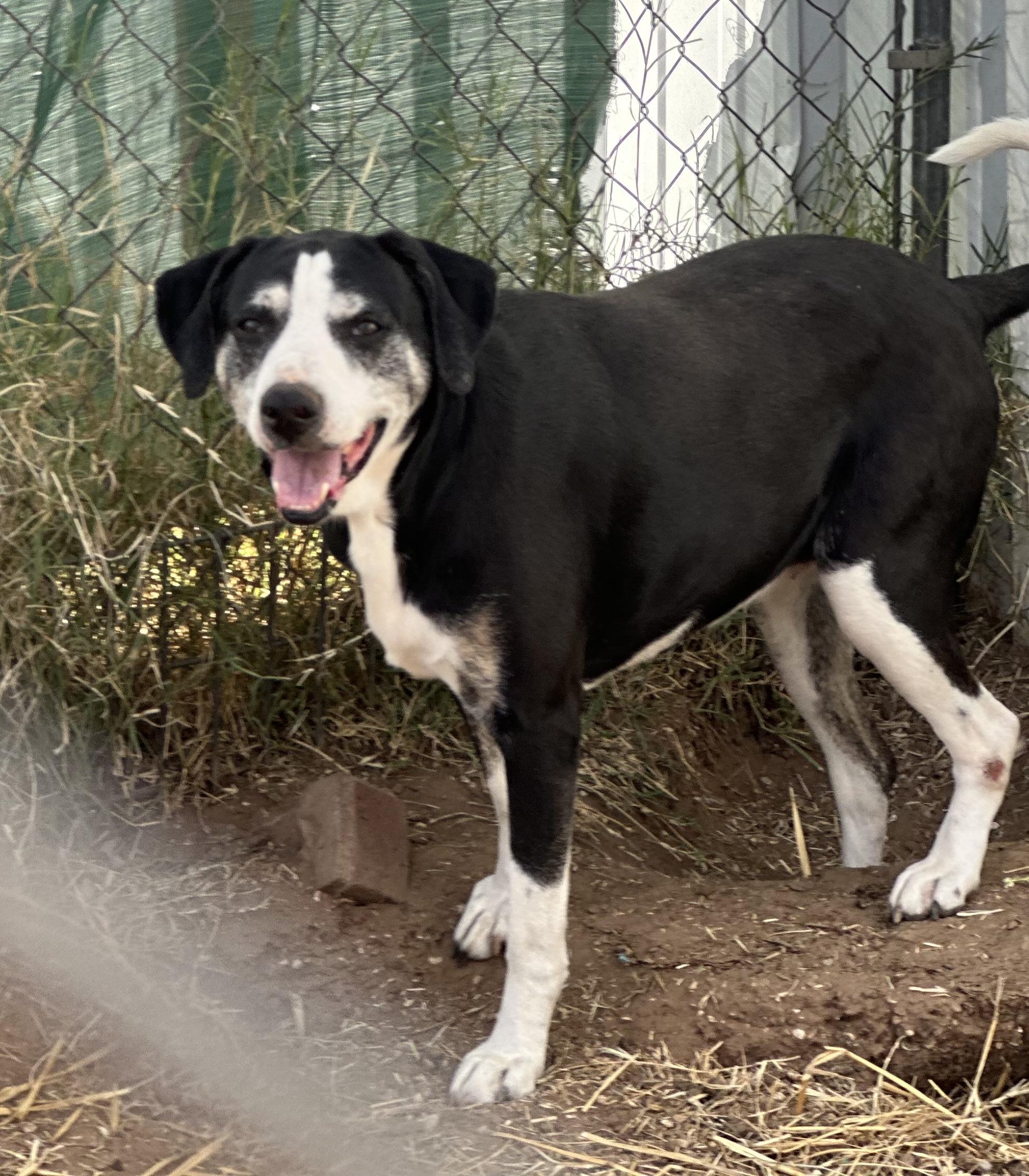 Bella — thumbnail 4