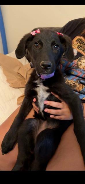 Enlarge Brandy, a Adoptable Labrador Retriever in Austin, TX image 1/1