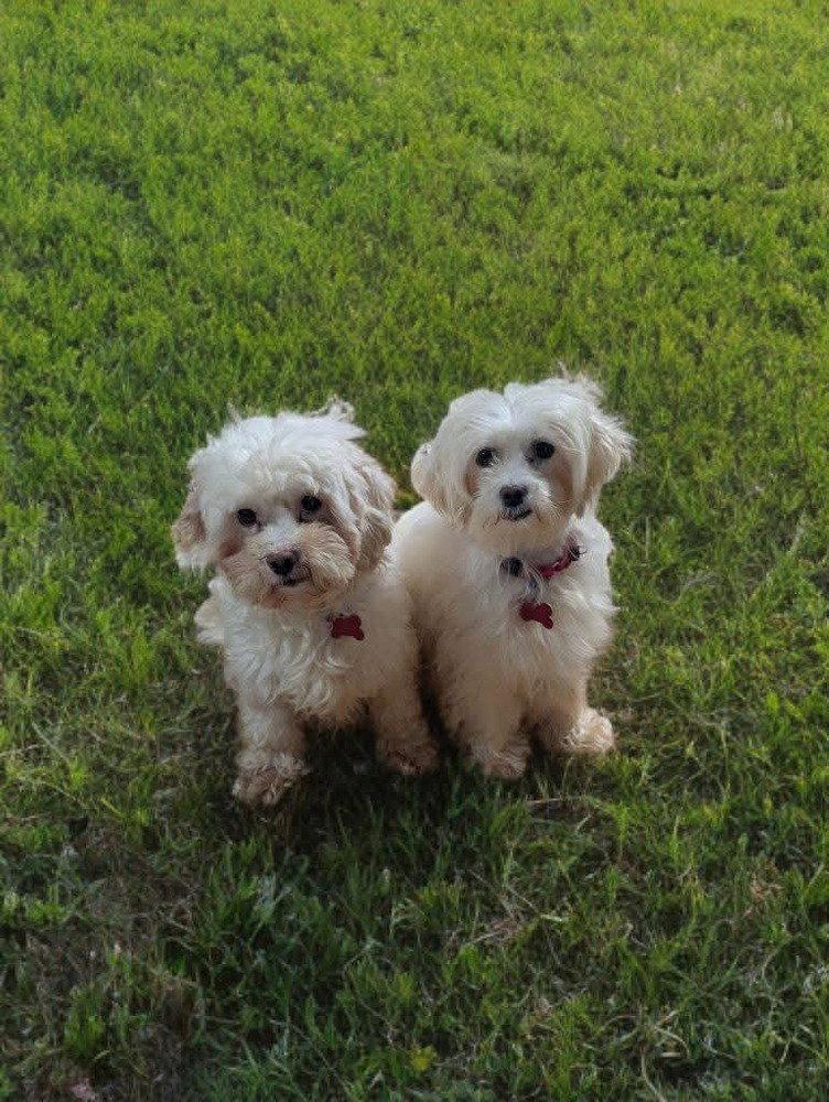 Lila, Adoptable, Young Female Maltese & Poodle.