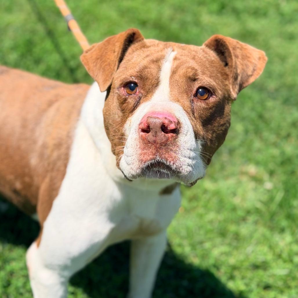 Hulk Hogan, Adoptable, Senior Male Mixed Breed.