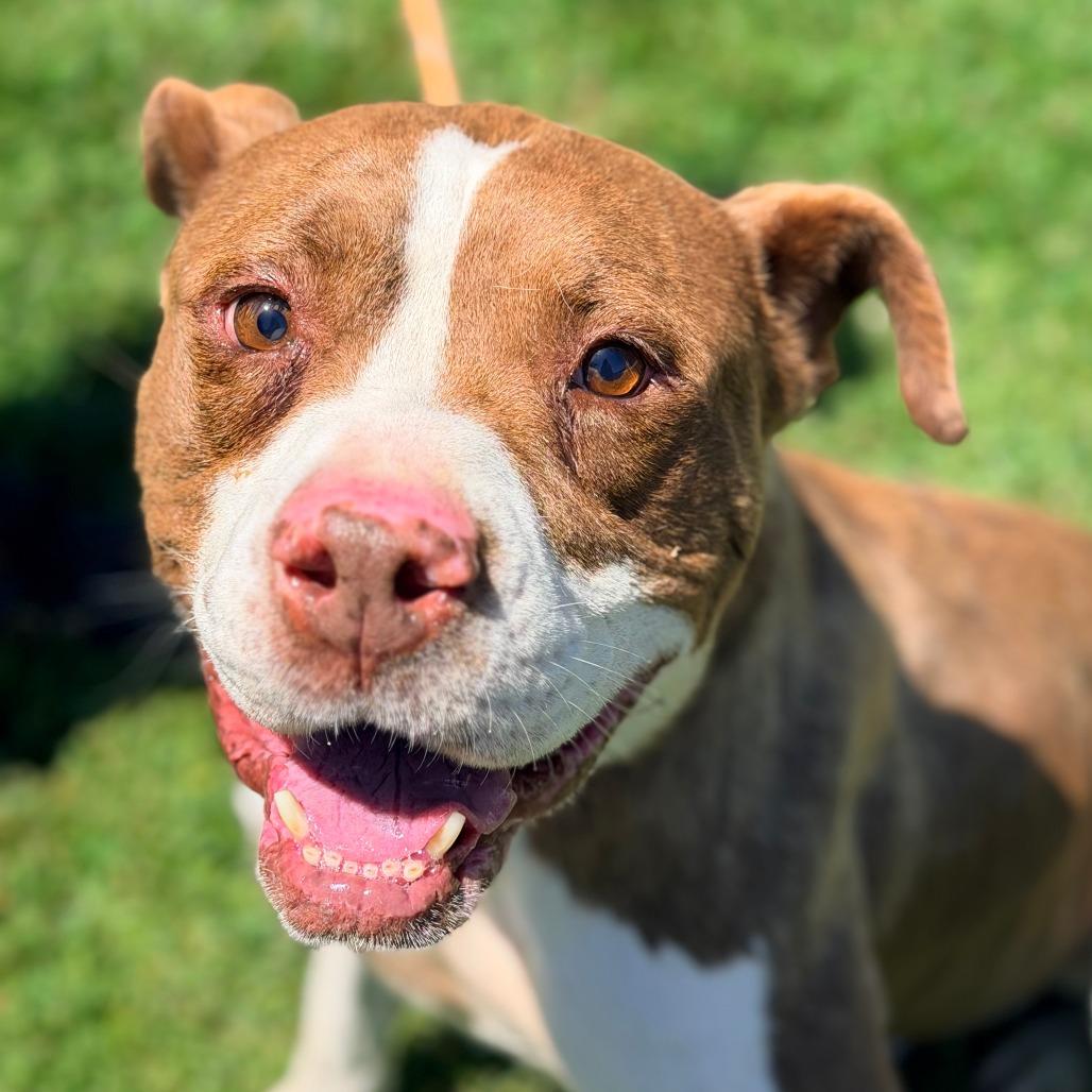 Enlarge Hulk Hogan, a Adoptable Mixed Breed in Huntington, WV image 2/6
