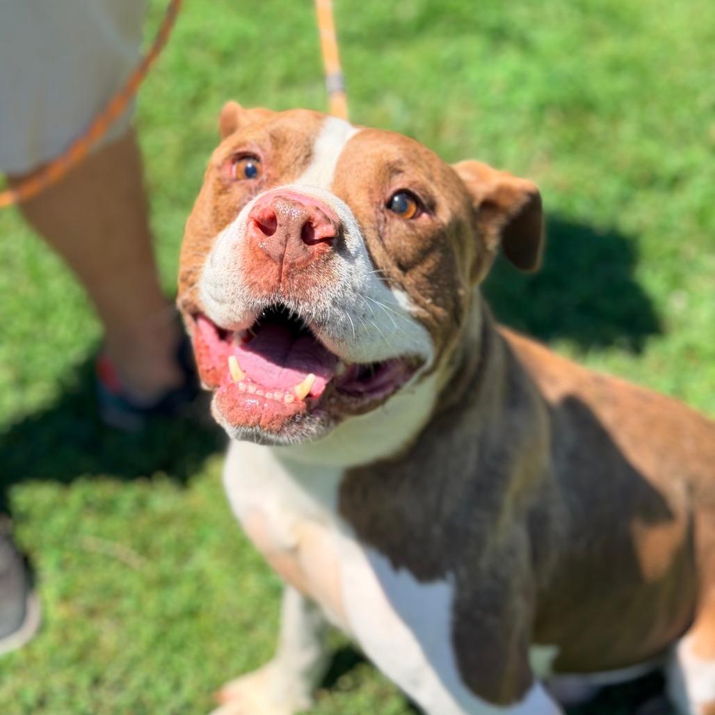 Enlarge Hulk Hogan, a Adoptable Mixed Breed in Huntington, WV image 3/6