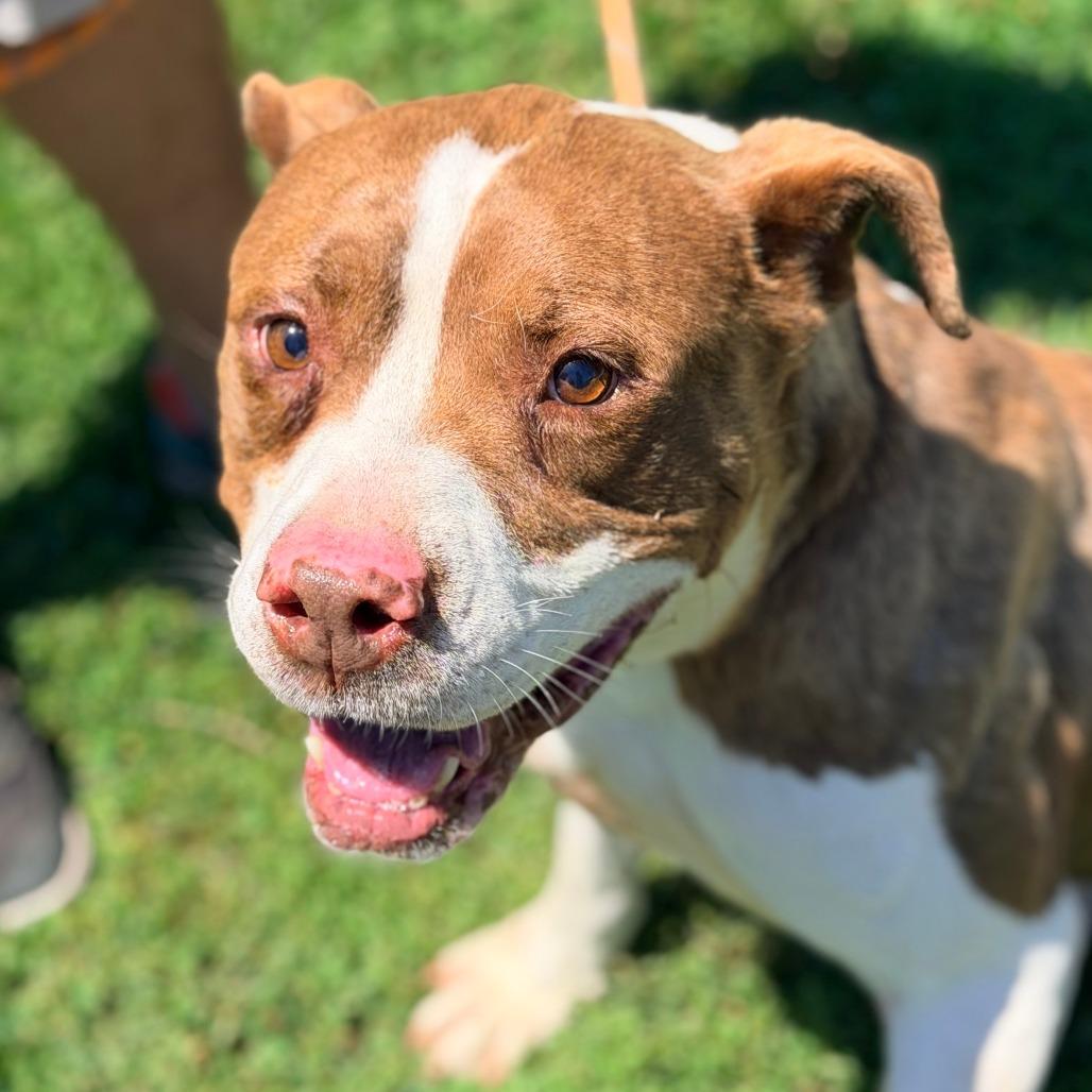 Enlarge Hulk Hogan, a Adoptable Mixed Breed in Huntington, WV image 4/6