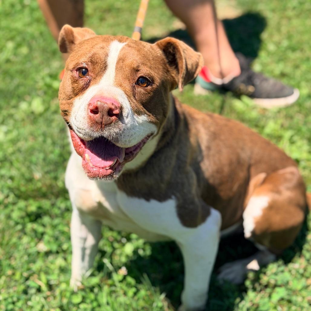 Enlarge Hulk Hogan, a Adoptable Mixed Breed in Huntington, WV image 5/6