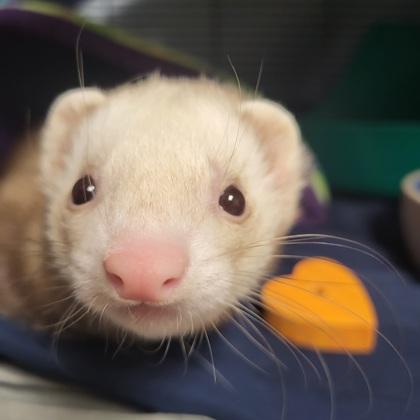 Butter, Adoptable, Young Female Ferret & Ferret.
