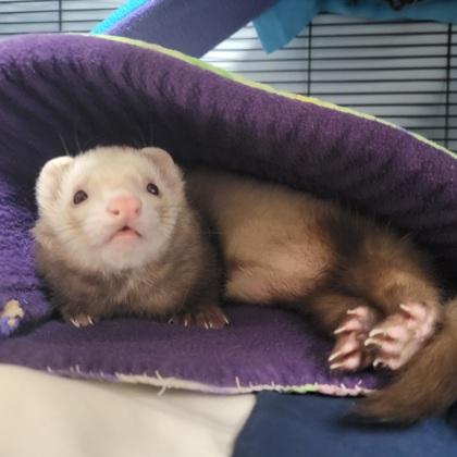 Enlarge Butter, a Adoptable mixed breed in Madison, WI image 3/3