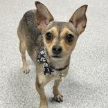 Thalia, adopted, Adult Female Mixed Breed.