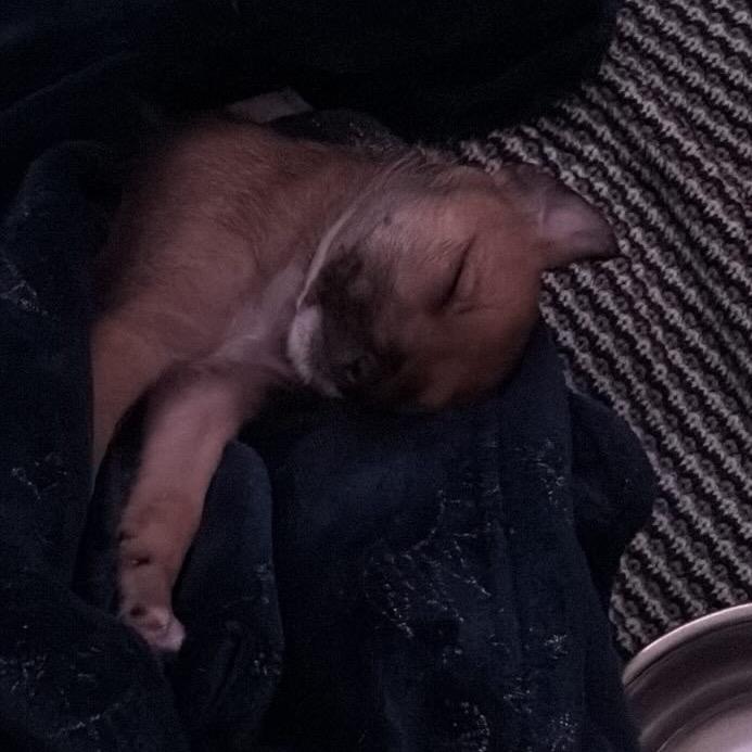 Enlarge Pickles, a Adoptable mixed breed in Santa Barbara, CA image 1/2