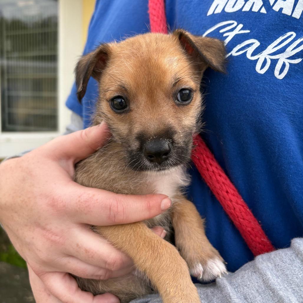 Enlarge Pickles, a Adoptable mixed breed in Santa Barbara, CA image 2/2