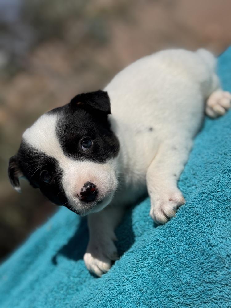 Pedro
