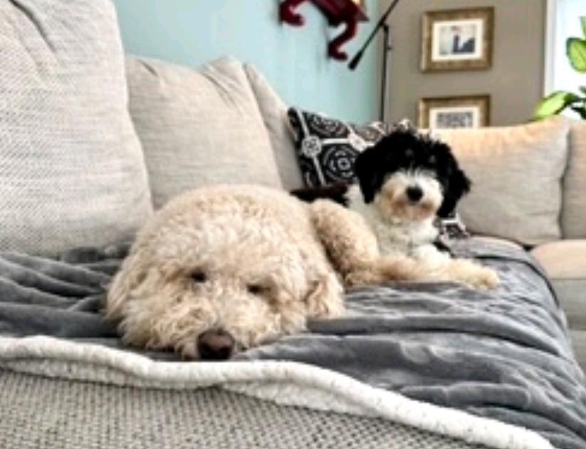 Kirra-mini Aussiedoodle (fostered in VT), a Adopted mixed breed in Woolwich, ME image 3/5