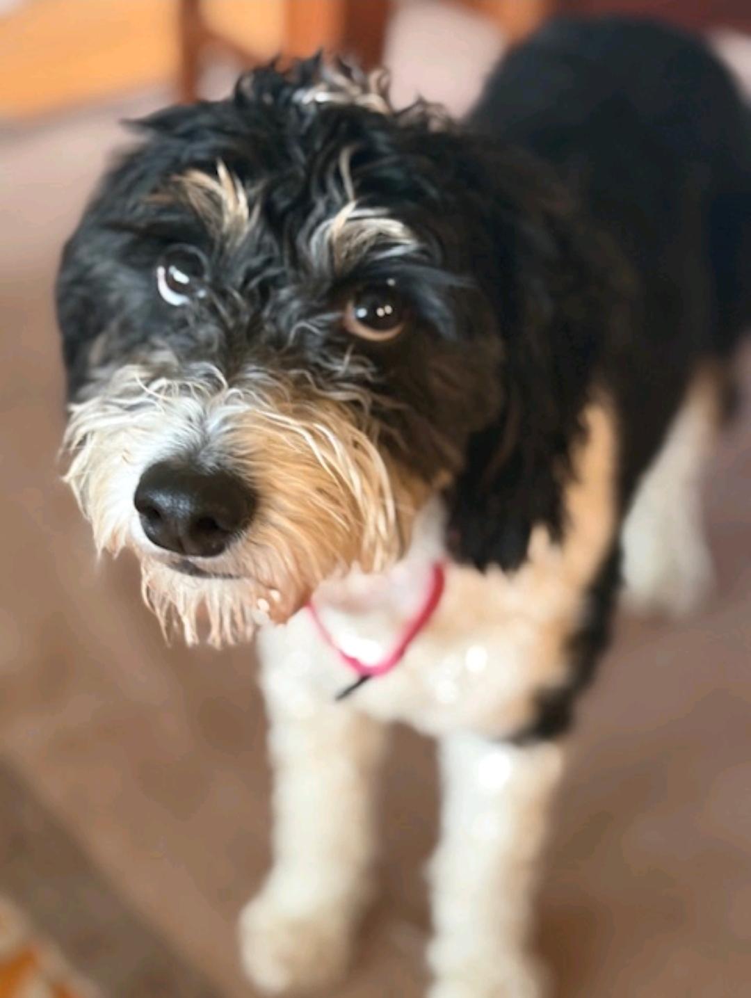 Kirra-mini Aussiedoodle (fostered in VT), a Adopted mixed breed in Woolwich, ME image 1/5