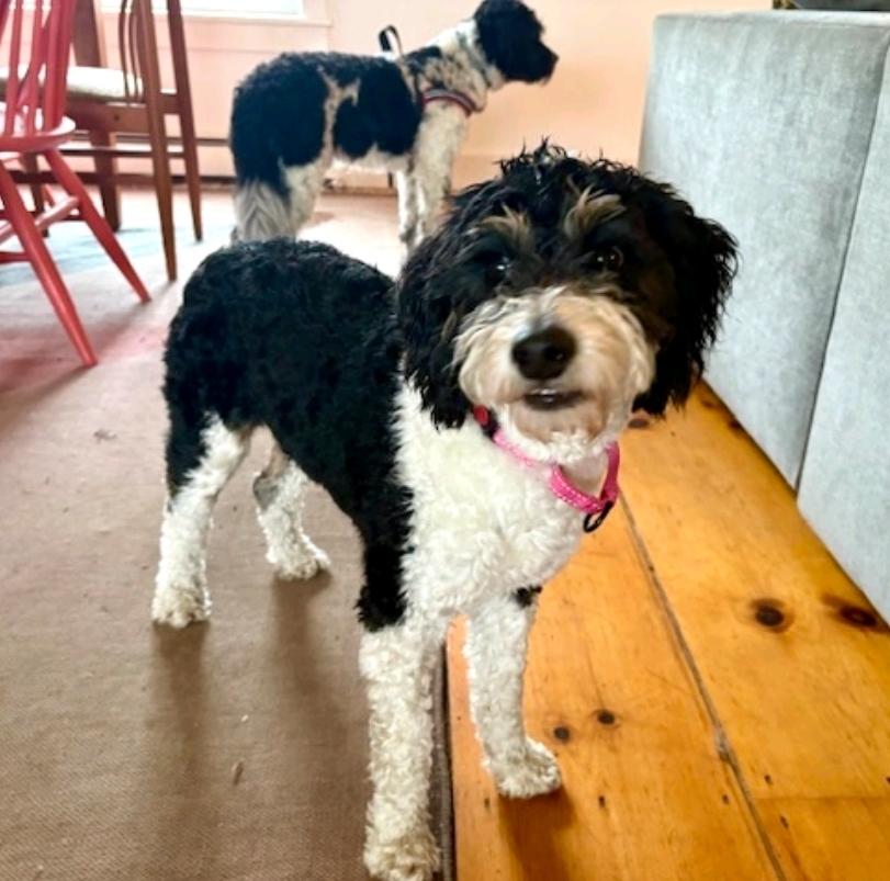 Kirra-mini Aussiedoodle (fostered in VT), a Adopted mixed breed in Woolwich, ME image 5/5