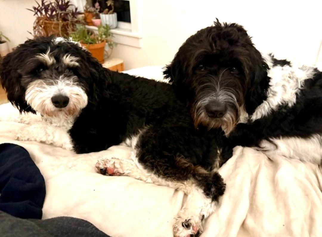 Kirra-mini Aussiedoodle (fostered in VT), a Adopted mixed breed in Woolwich, ME image 2/5