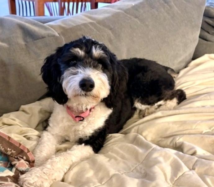 Kirra-mini Aussiedoodle (fostered in VT), a Adopted mixed breed in Woolwich, ME image 4/5