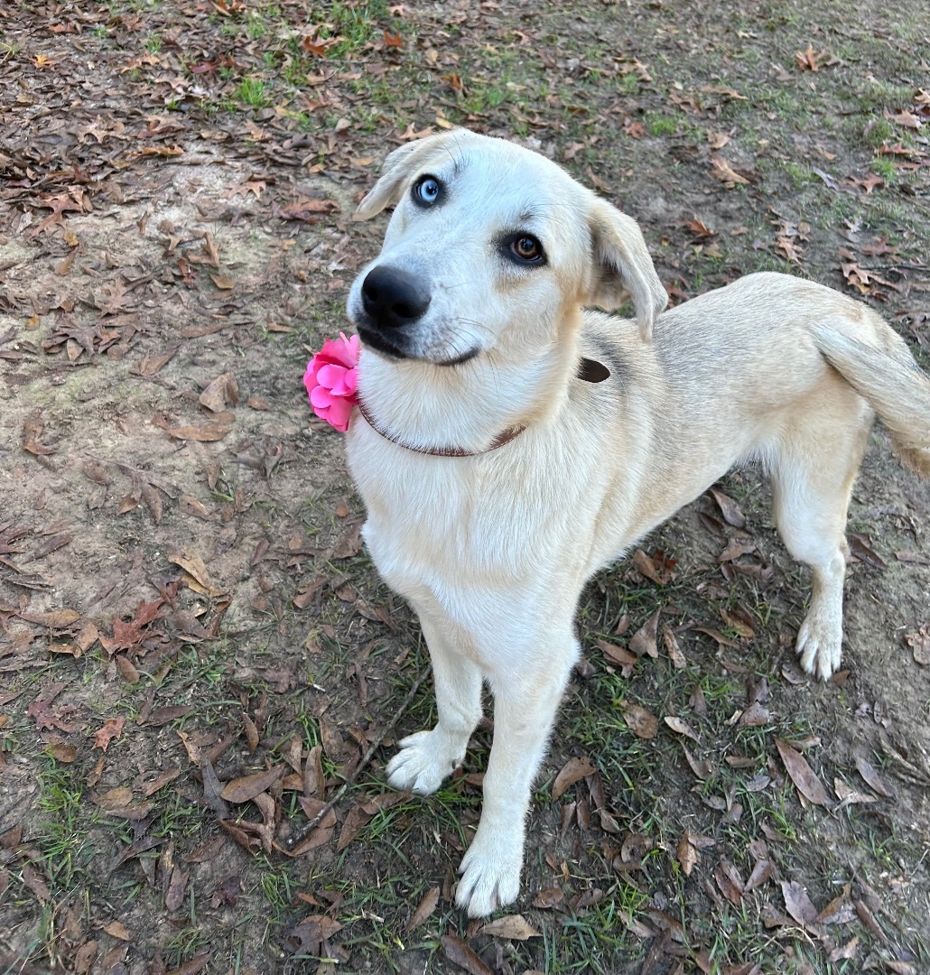 Lily, Adoptable, Young Female Husky.