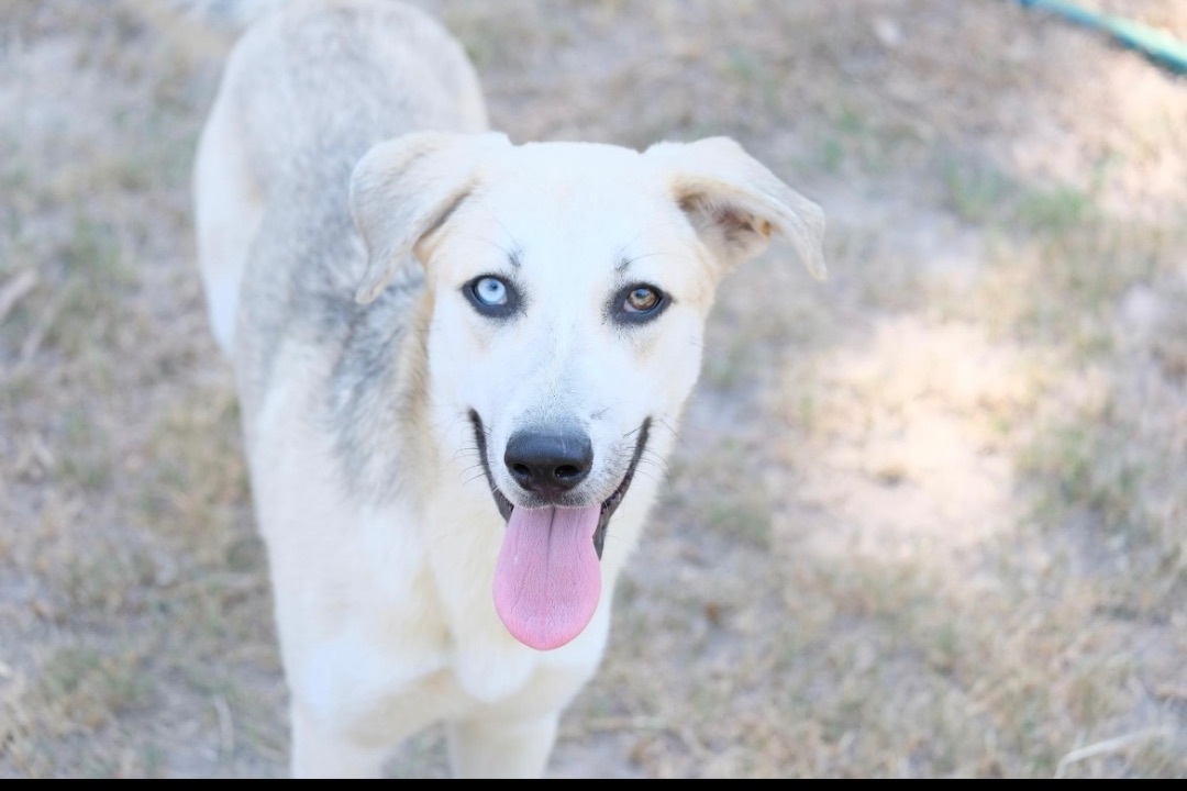 Lily, a Adoptable Husky in New Caney, TX image 2/3