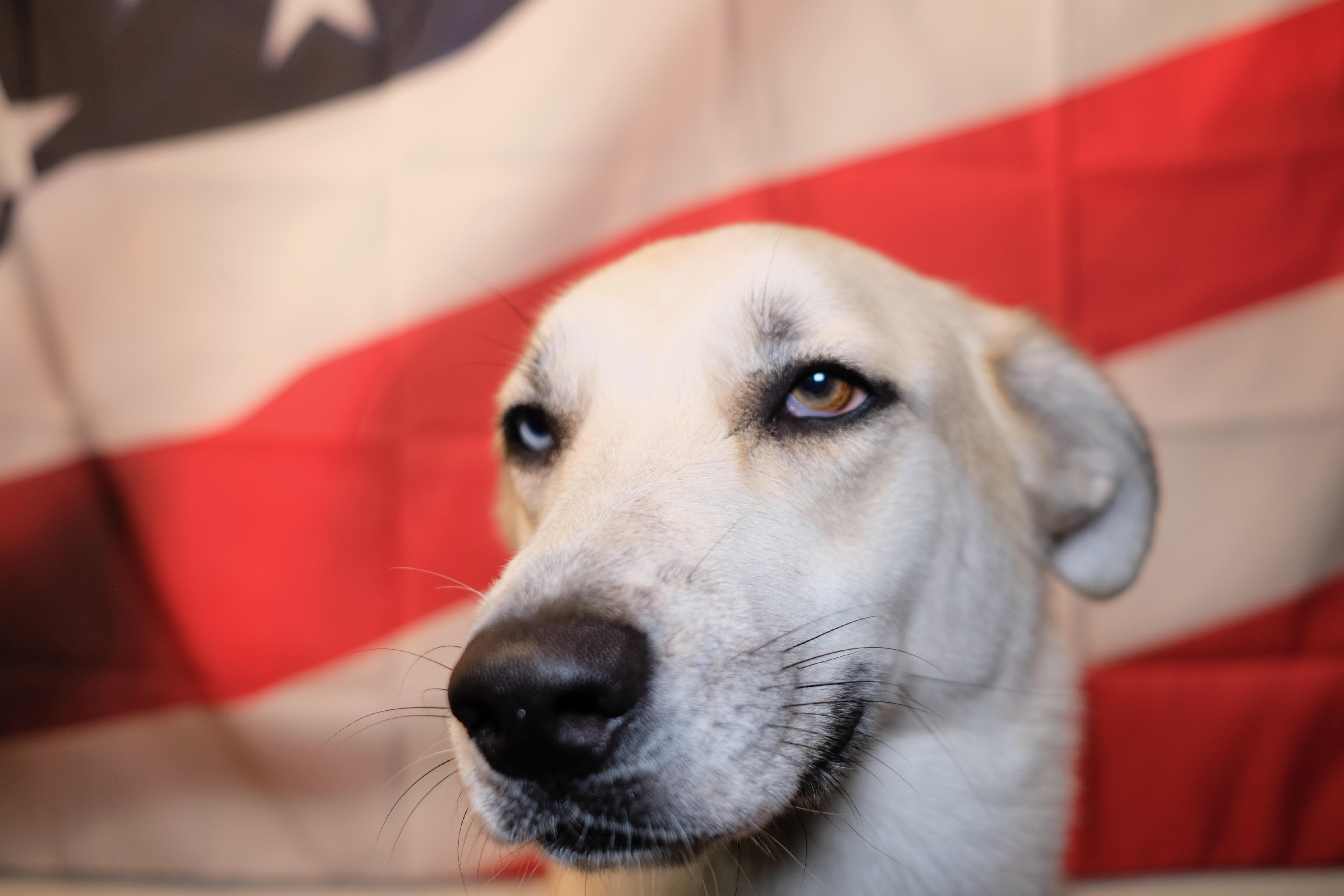 Lily, a Adoptable Husky in New Caney, TX image 3/3