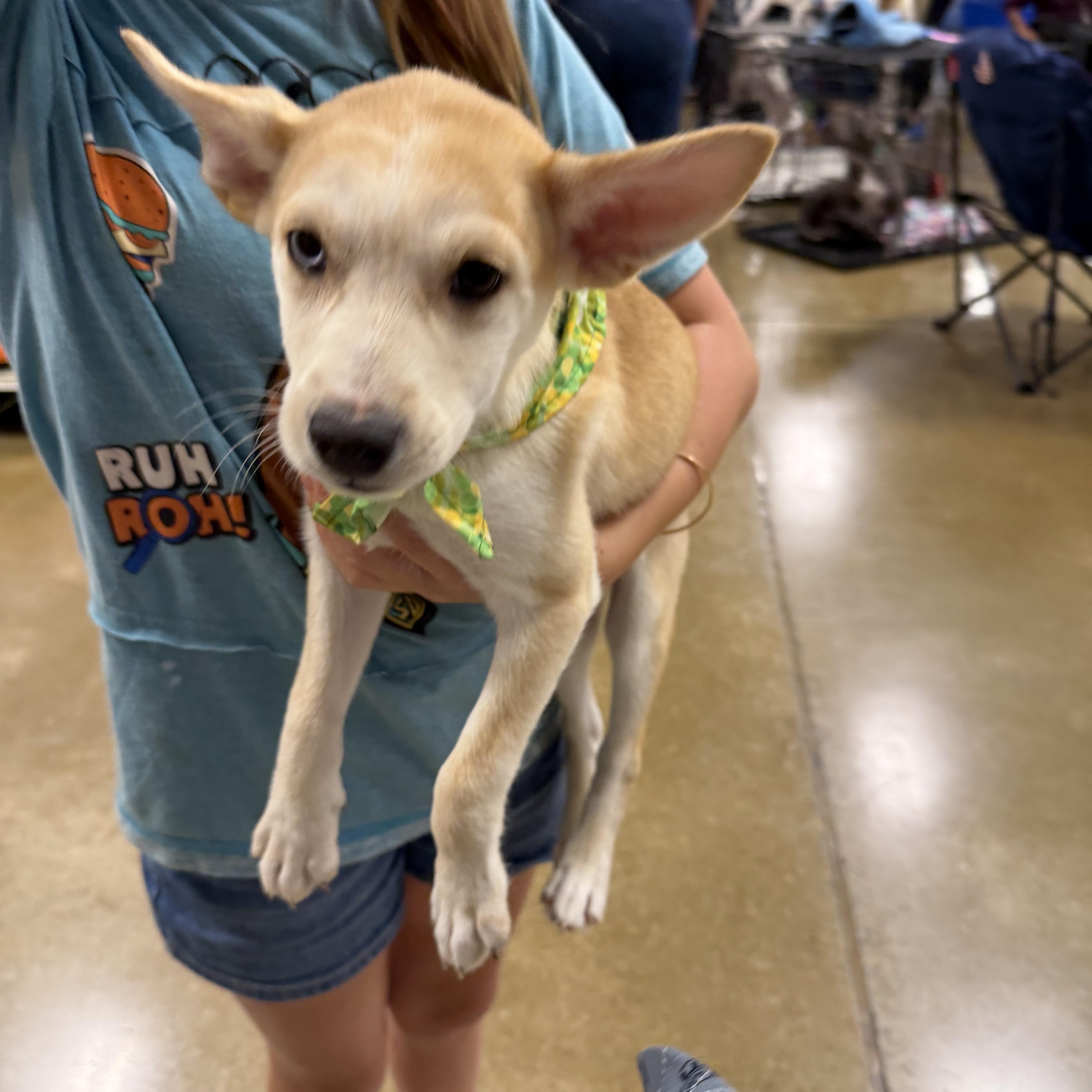 Enlarge Nelly, a Adoptable mixed breed in Eugene, OR image 1/4