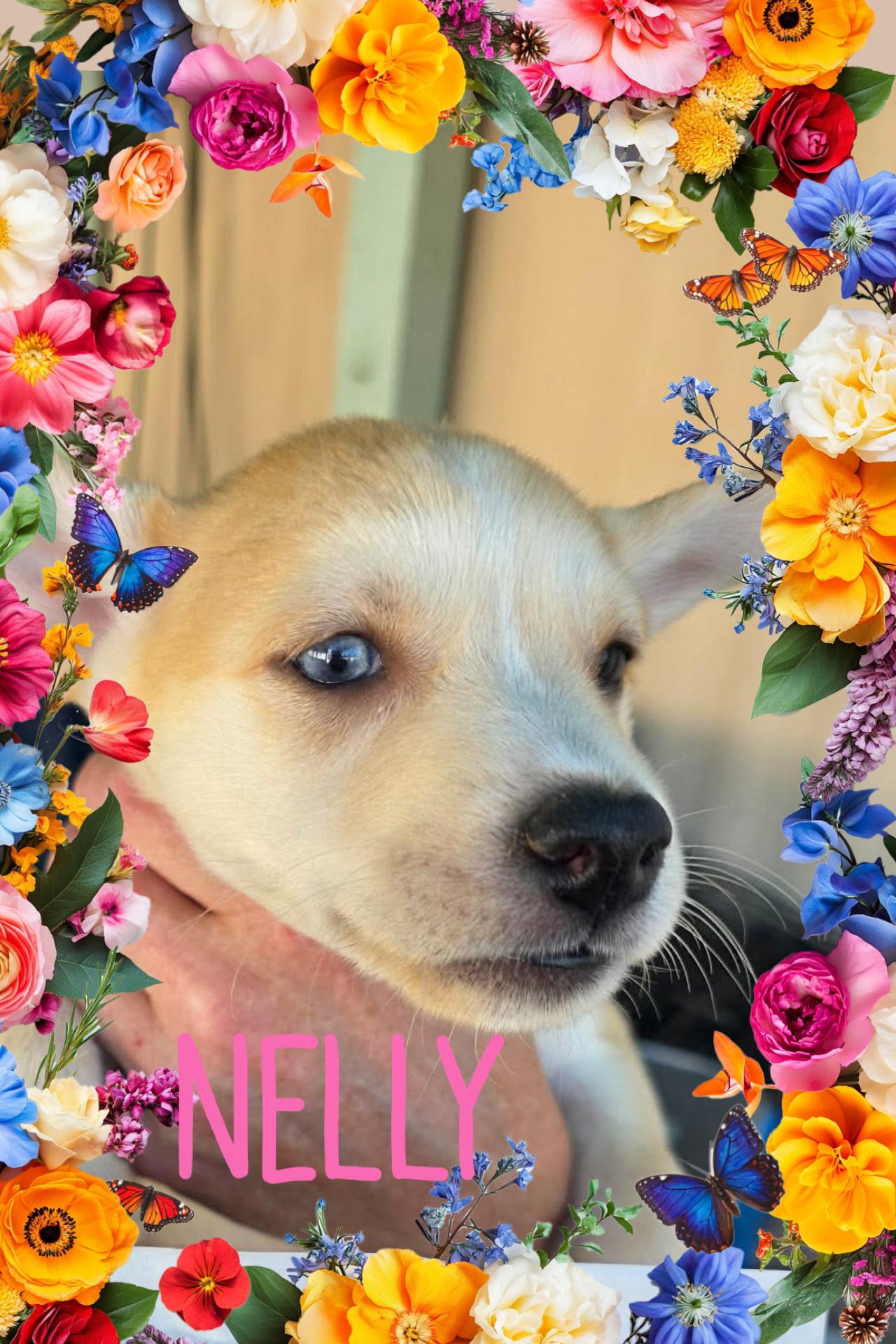 Enlarge Nelly, a Adoptable mixed breed in Eugene, OR image 2/4