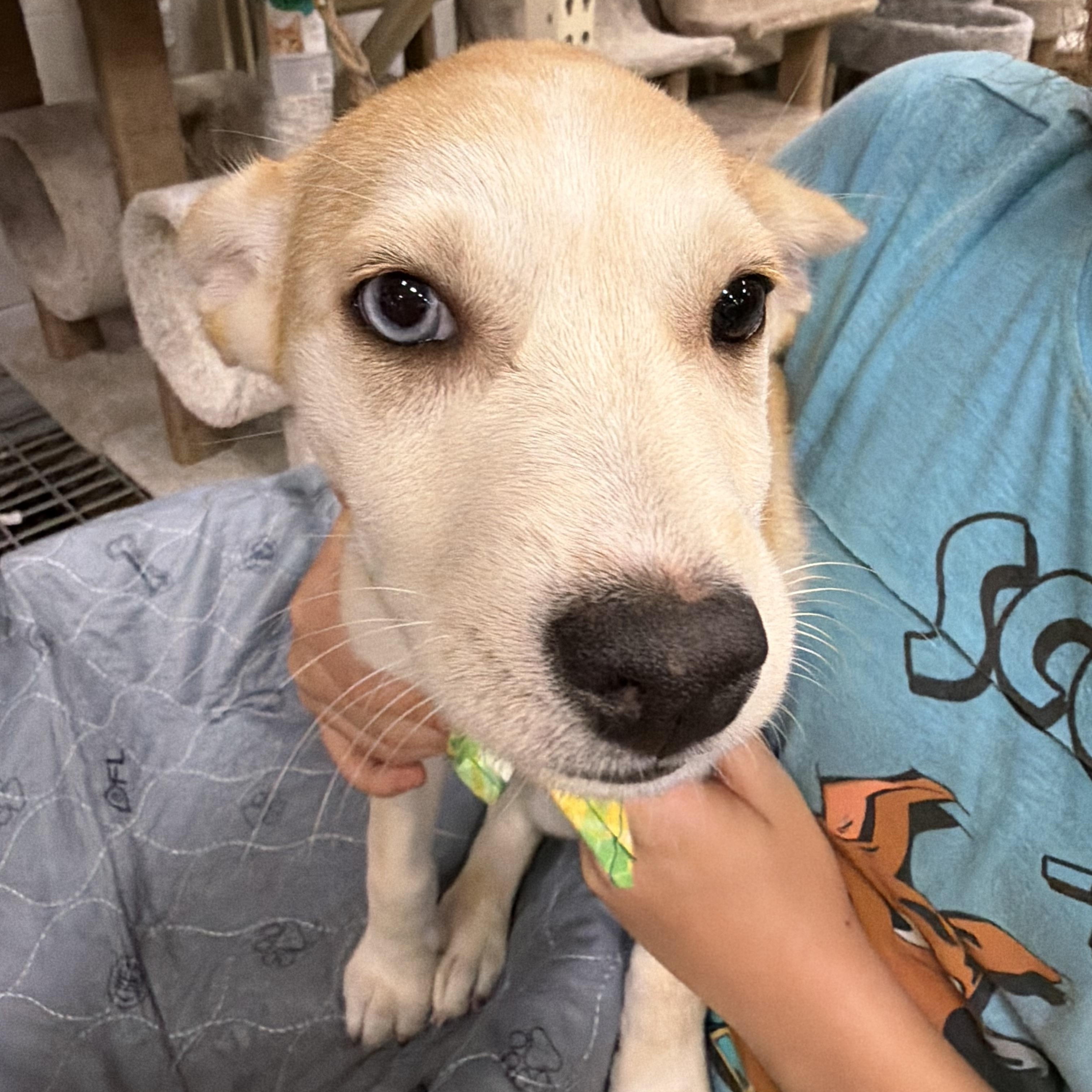 Enlarge Nelly, a Adoptable mixed breed in Eugene, OR image 3/4