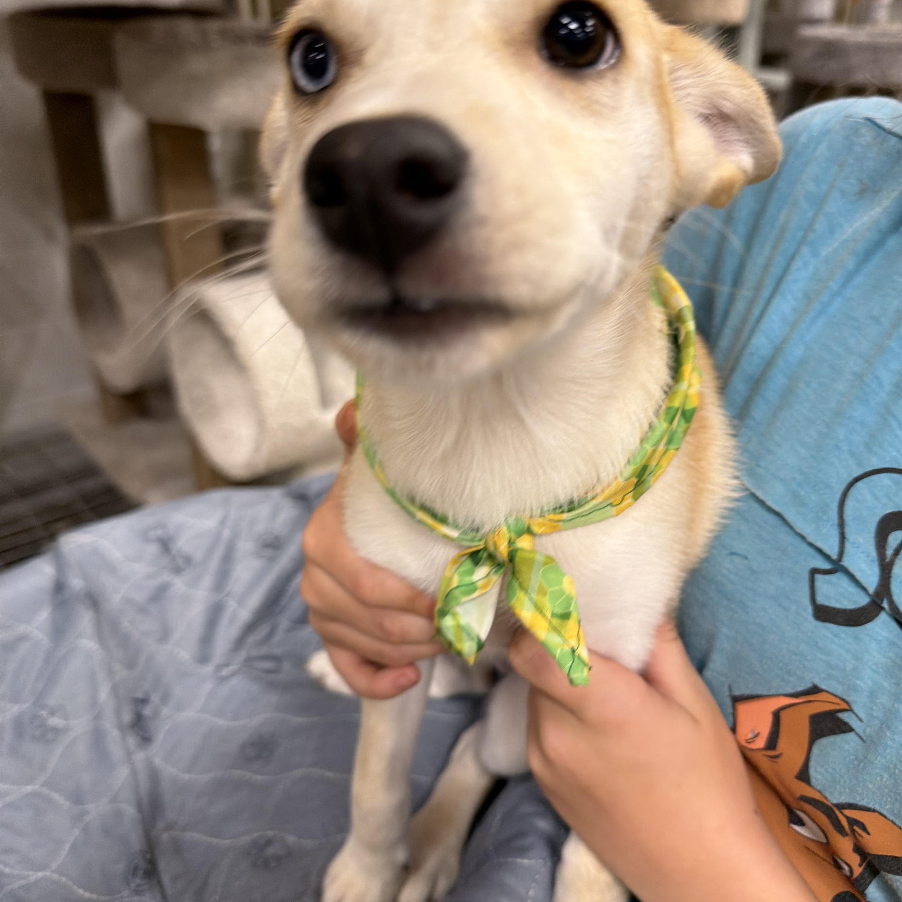 Enlarge Nelly, a Adoptable mixed breed in Eugene, OR image 4/4