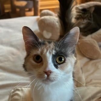 Enlarge Mia, a Adopted Dilute Calico in Las Vegas, NV image 1/4