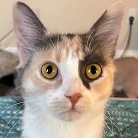 Enlarge Mia, a Adopted Dilute Calico in Las Vegas, NV image 2/4