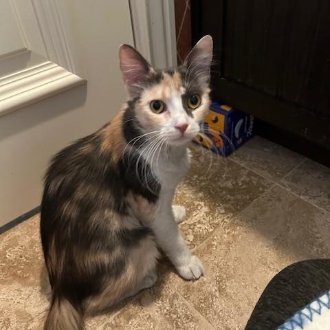 Enlarge Mia, a Adopted Dilute Calico in Las Vegas, NV image 3/4