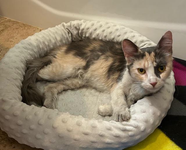 Enlarge Mia, a Adopted Dilute Calico in Las Vegas, NV image 4/4