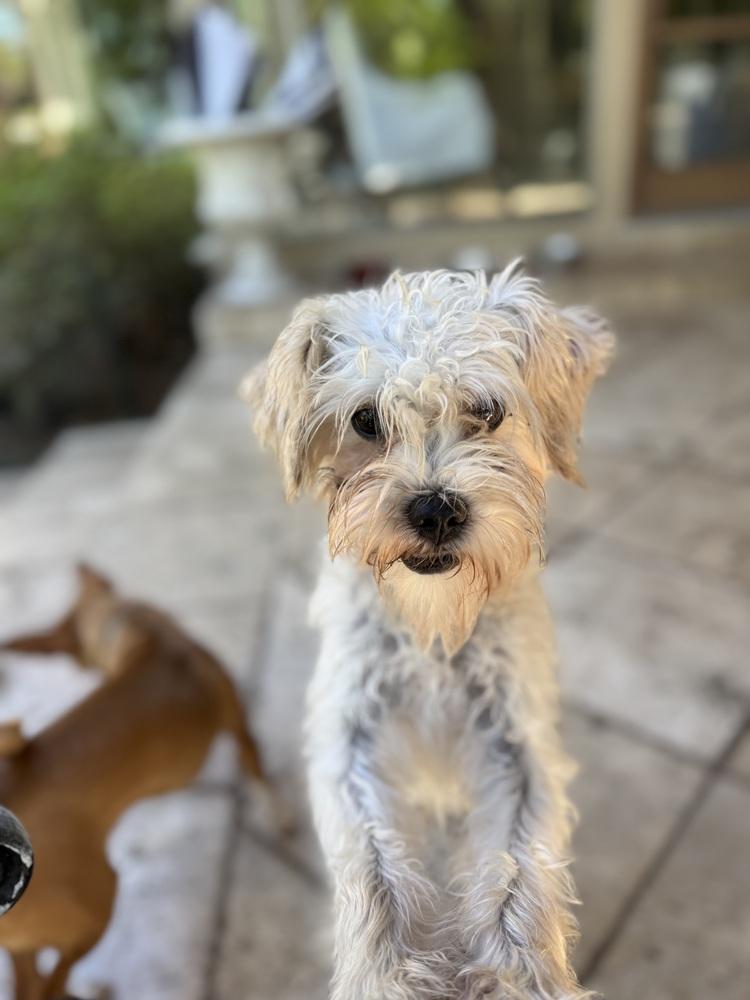 Ziggler, Adoptable, Young Male Terrier.