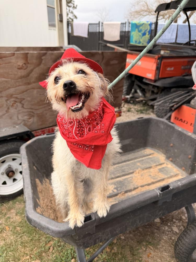 Enlarge Ziggler, a Adoptable mixed breed in Richmond, TX image 2/3