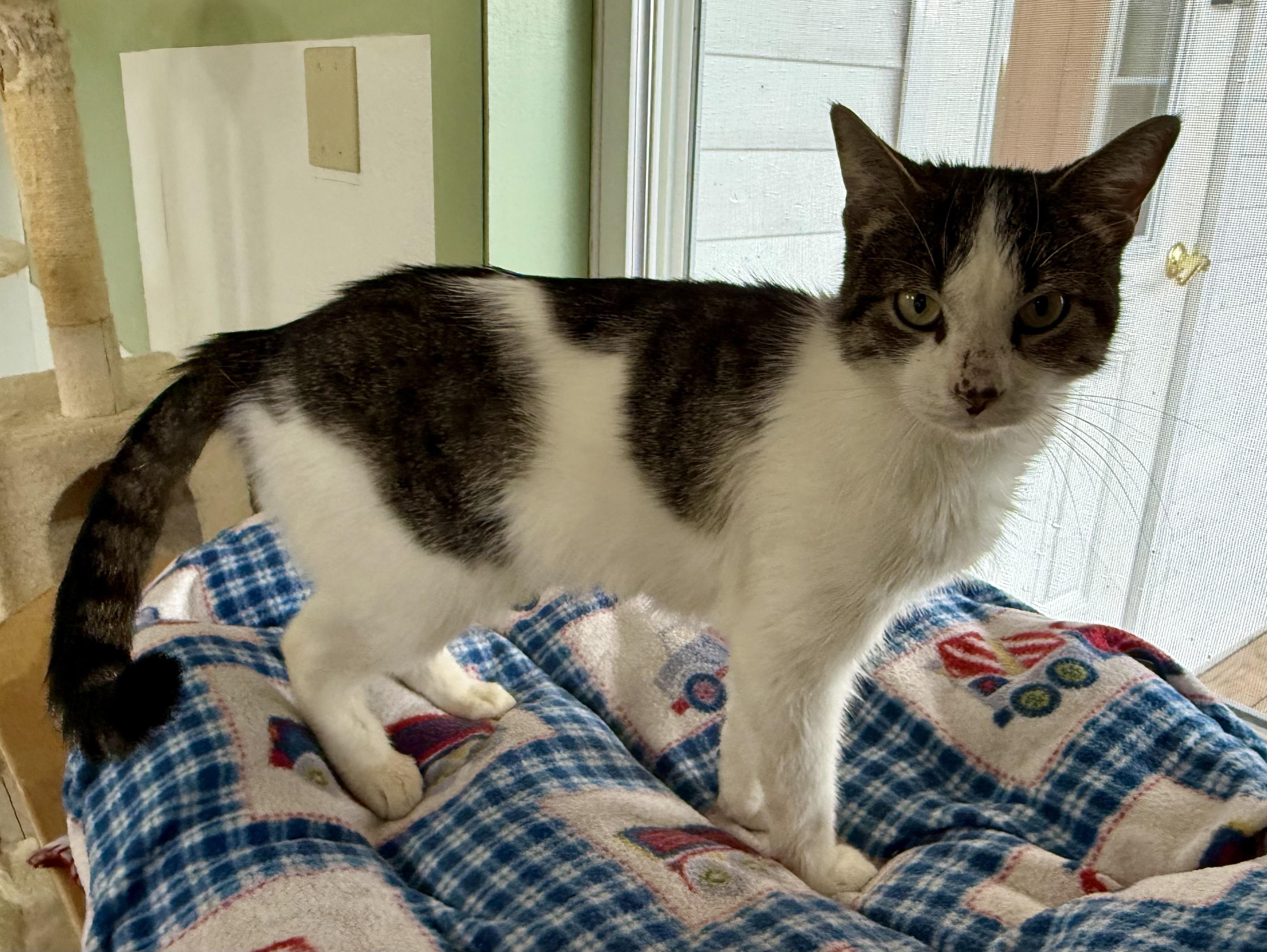 Ingela, a Adoptable Domestic Short Hair in Springfield, VT image 2/6