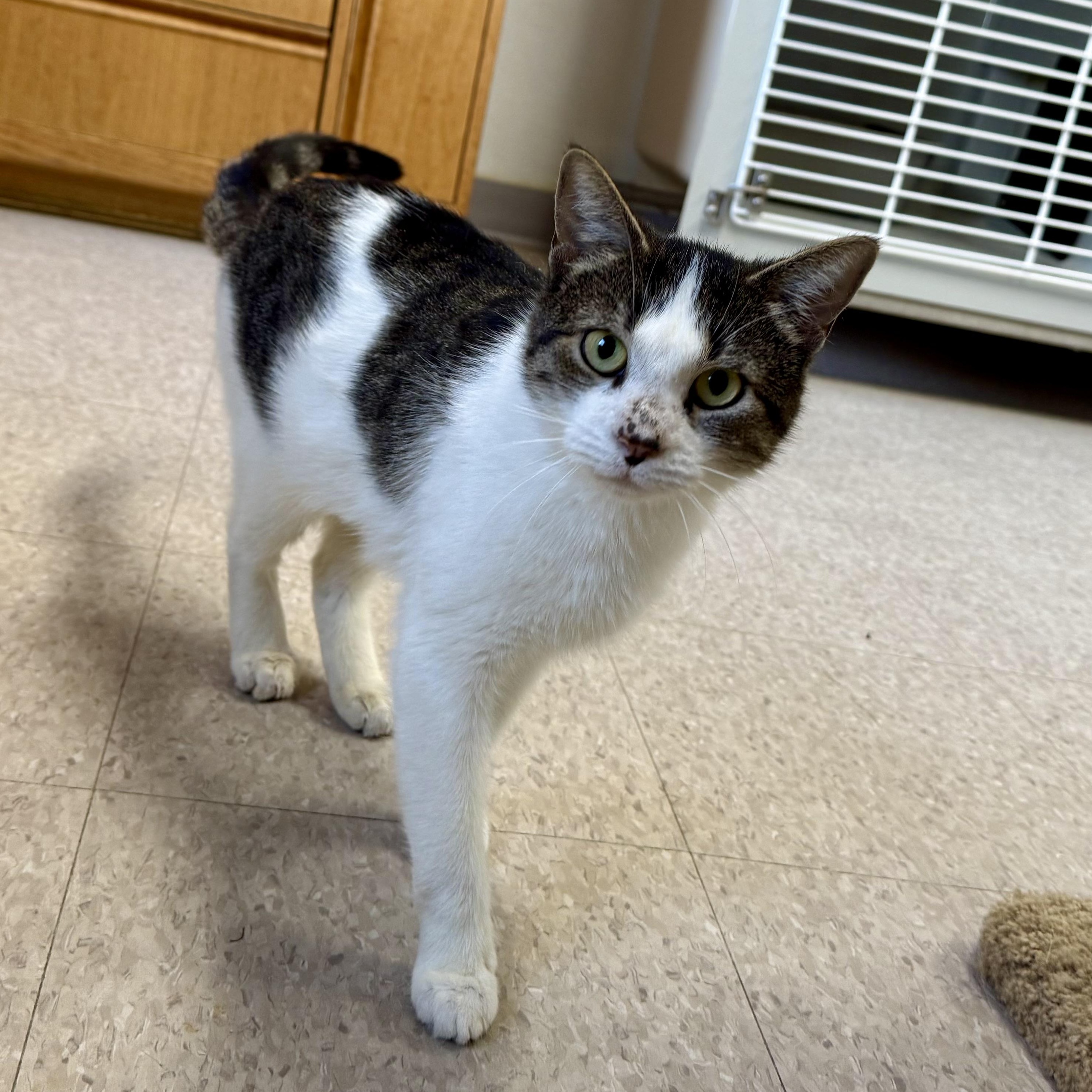 Ingela, a Adoptable Domestic Short Hair in Springfield, VT image 3/6