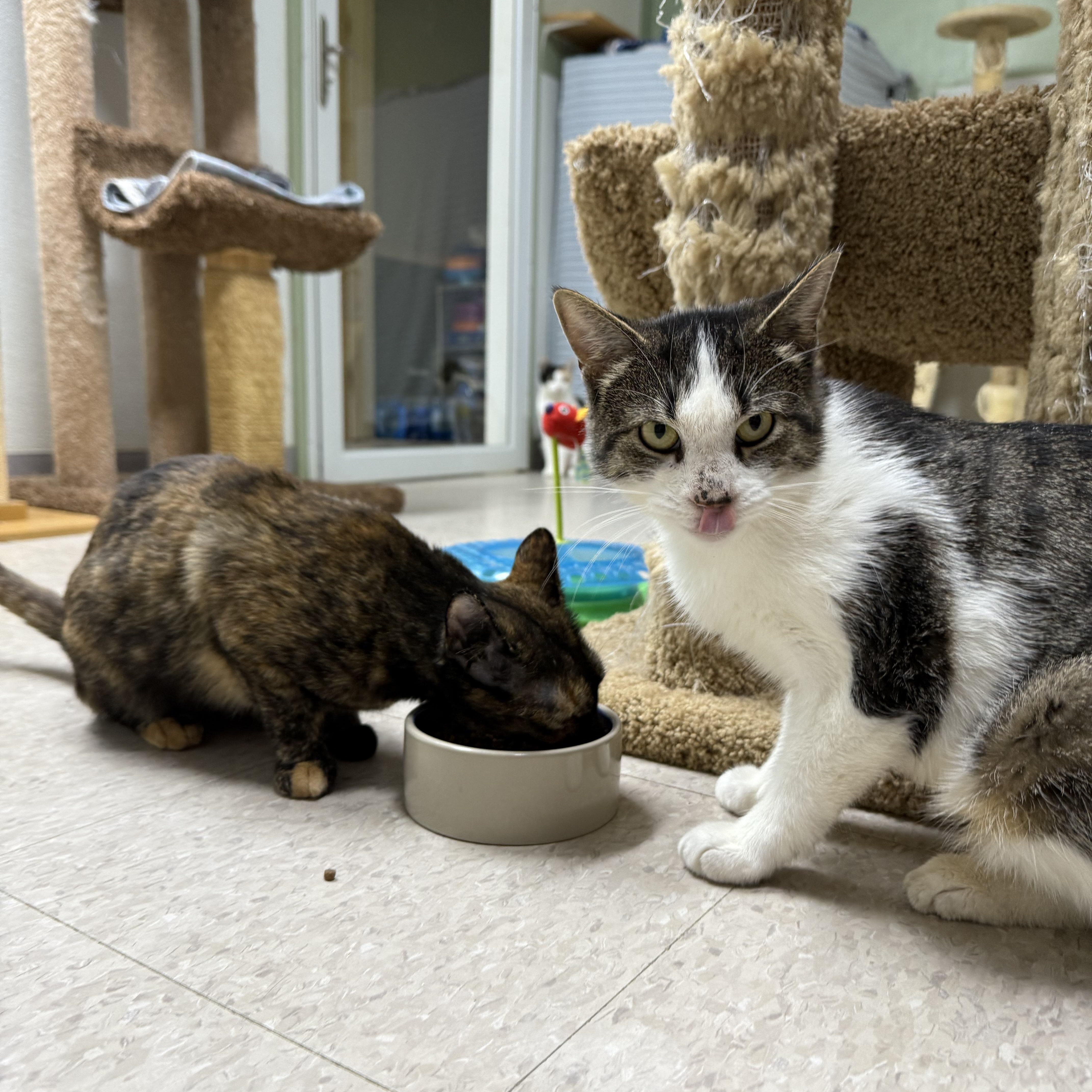 Ingela, a Adoptable Domestic Short Hair in Springfield, VT image 4/6