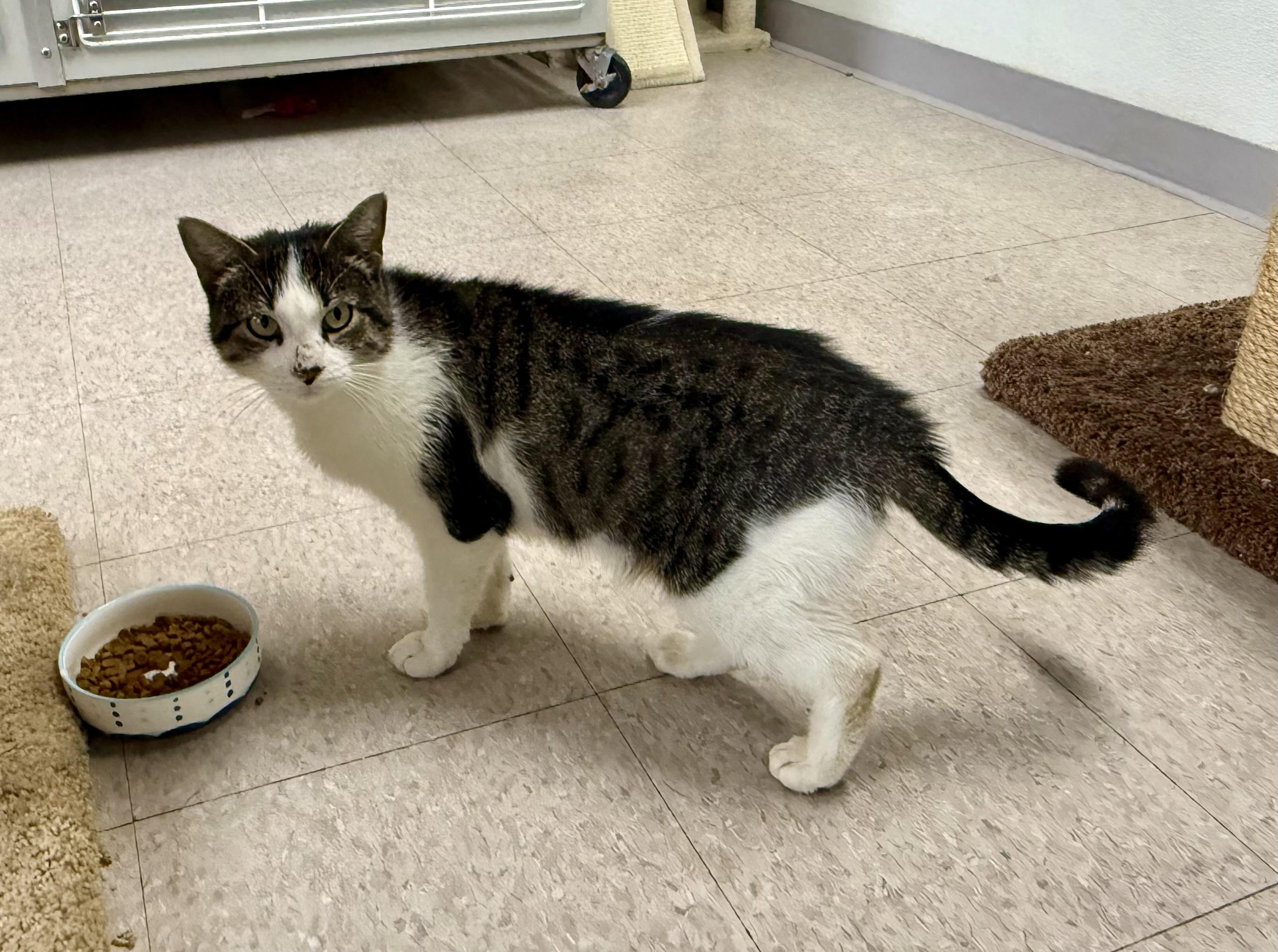 Ingela, a Adoptable Domestic Short Hair in Springfield, VT image 5/6